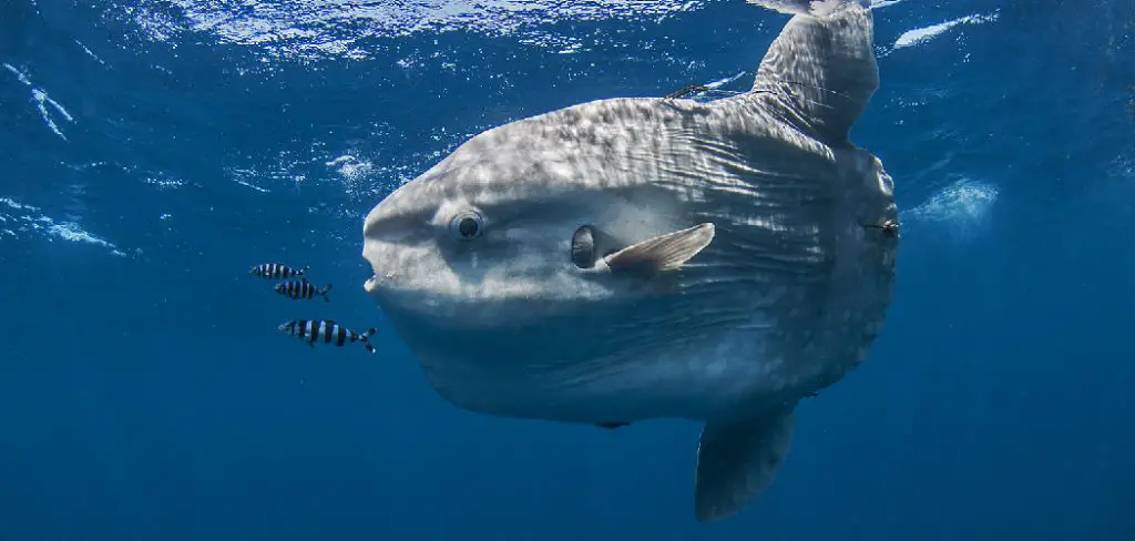 Ocean Sunfish Spiritual Meaning