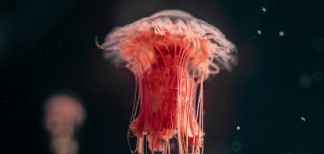 Red JellyFish Spiritual Meaning