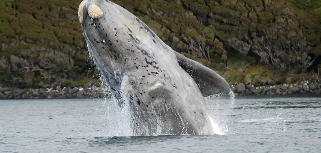 Right Whale Spiritual Meaning