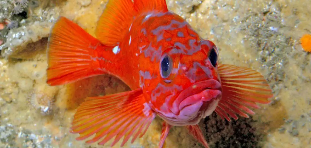 Rosy Rockfish