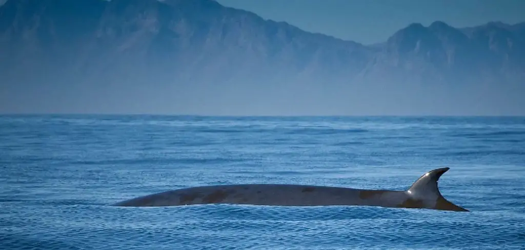 Sei Whale Spiritual Meaning