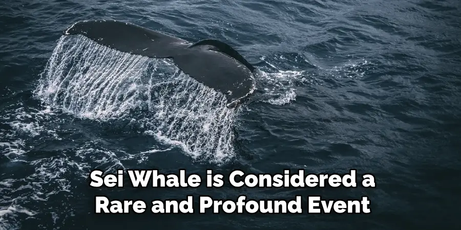 Sei Whale is Considered a
Rare and Profound Event