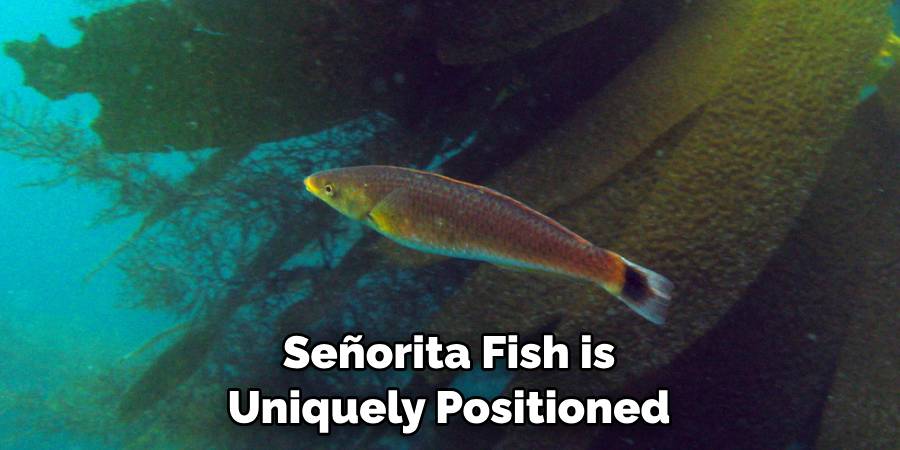 Señorita Fish is Uniquely Positioned