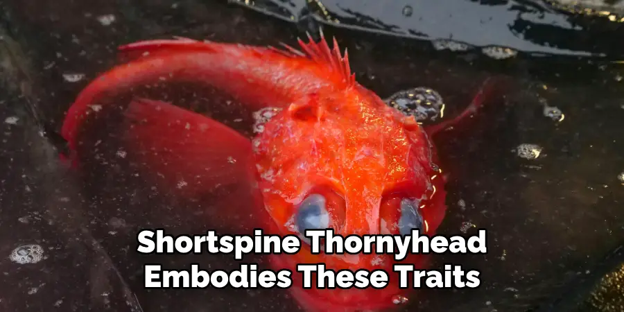 Shortspine Thornyhead
Embodies These Traits