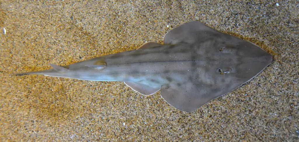 Shovelnose Guitarfish Spiritual Meaning