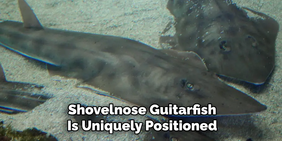 Shovelnose Guitarfish
Is Uniquely Positioned