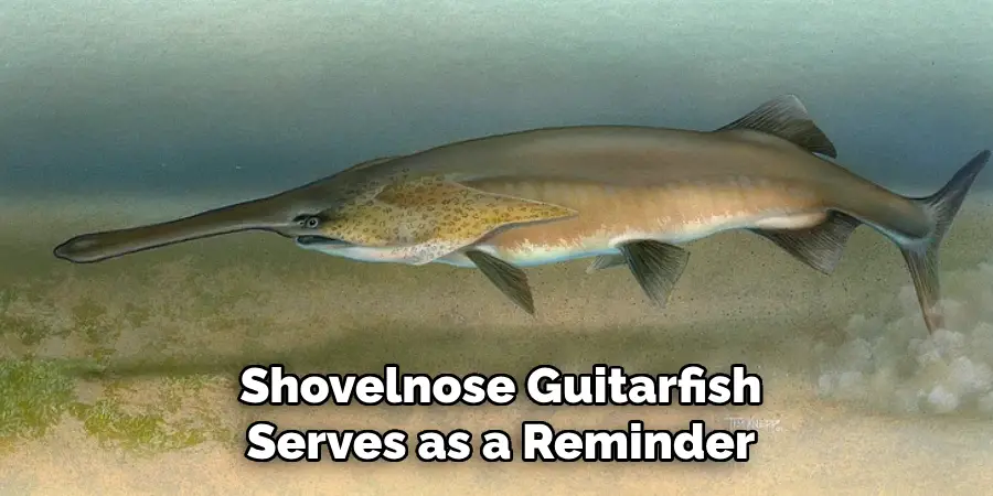 Shovelnose Guitarfish
Serves as a Reminder