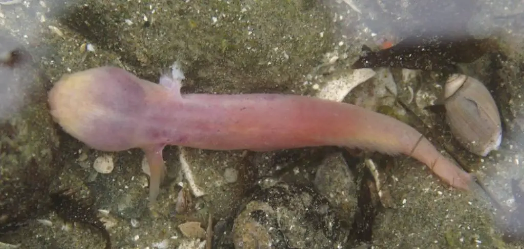 Snailfish Spiritual Meaning