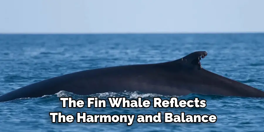 The Fin Whale Reflects
The Harmony and Balance