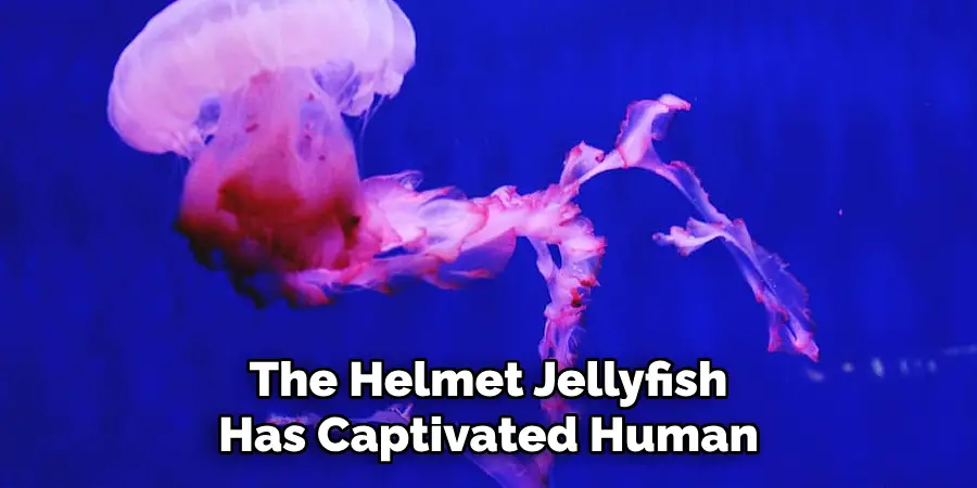 The Helmet Jellyfish 
Has Captivated Human