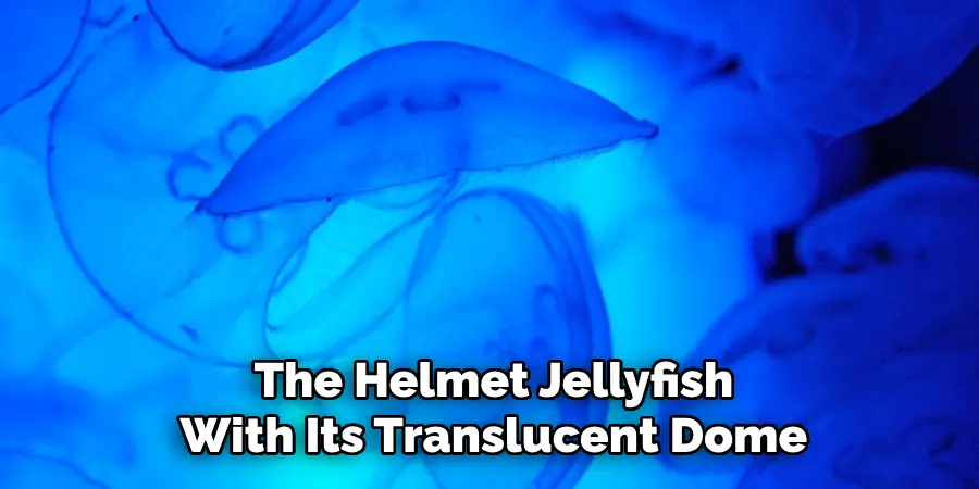 The Helmet Jellyfish With Its Translucent Dome