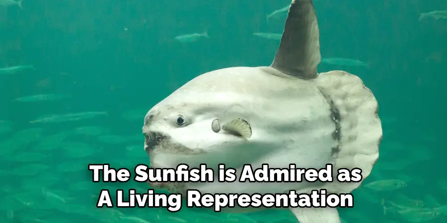 The Sunfish is Admired as
A Living Representation