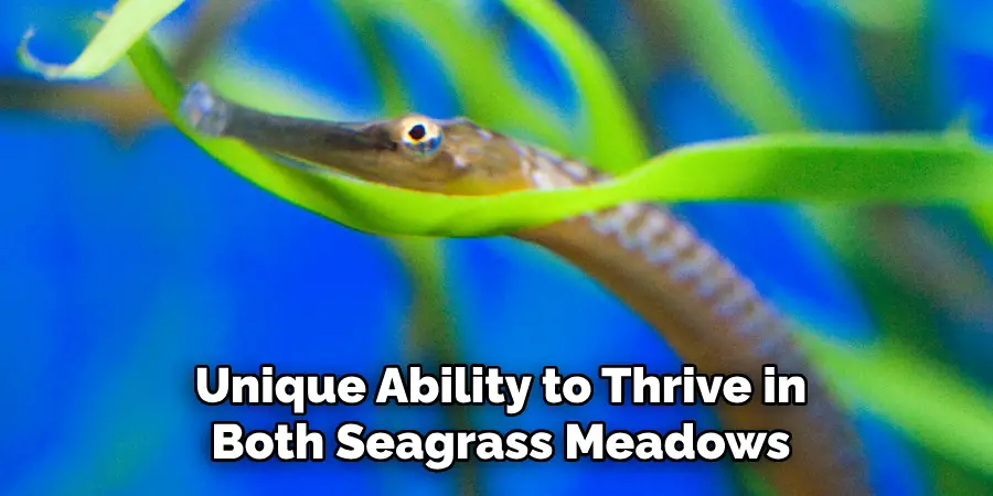 Unique Ability to Thrive in
Both Seagrass Meadows