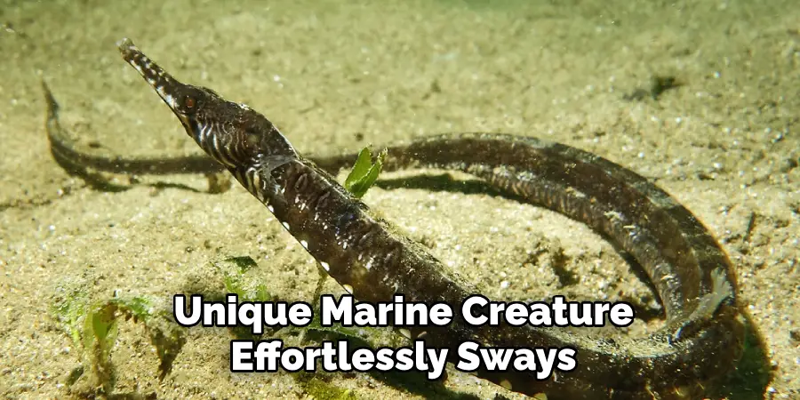 Unique Marine Creature
Effortlessly Sways With the Currents