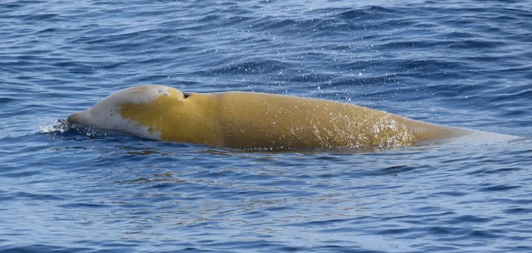 Beaked Whale Spiritual Meaning