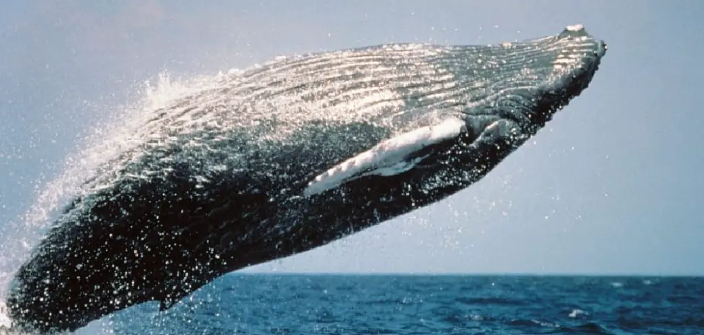 Black Whale Spiritual Meaning