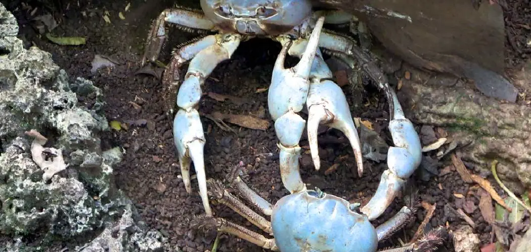 Blue Crab Spiritual Meaning