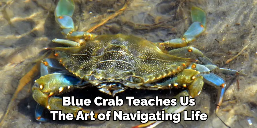 Blue Crab Teaches Us
The Art of Navigating Life