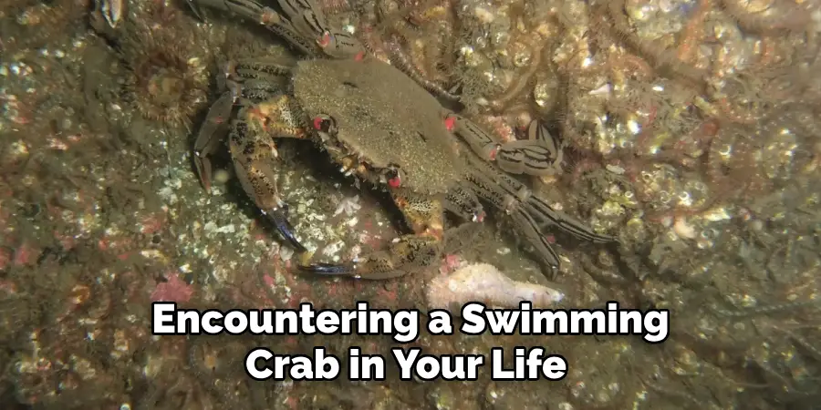 Encountering a Swimming
Crab in Your Life 