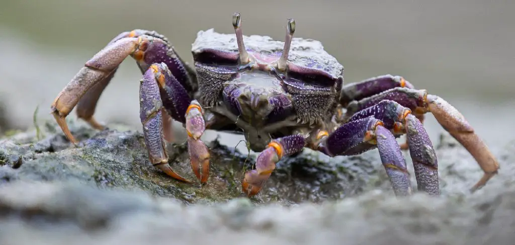 Fiddler Crab Spiritual Meaning