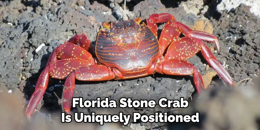 Florida Stone Crab
Is Uniquely Positioned