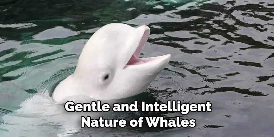 Gentle and Intelligent
Nature of Whales