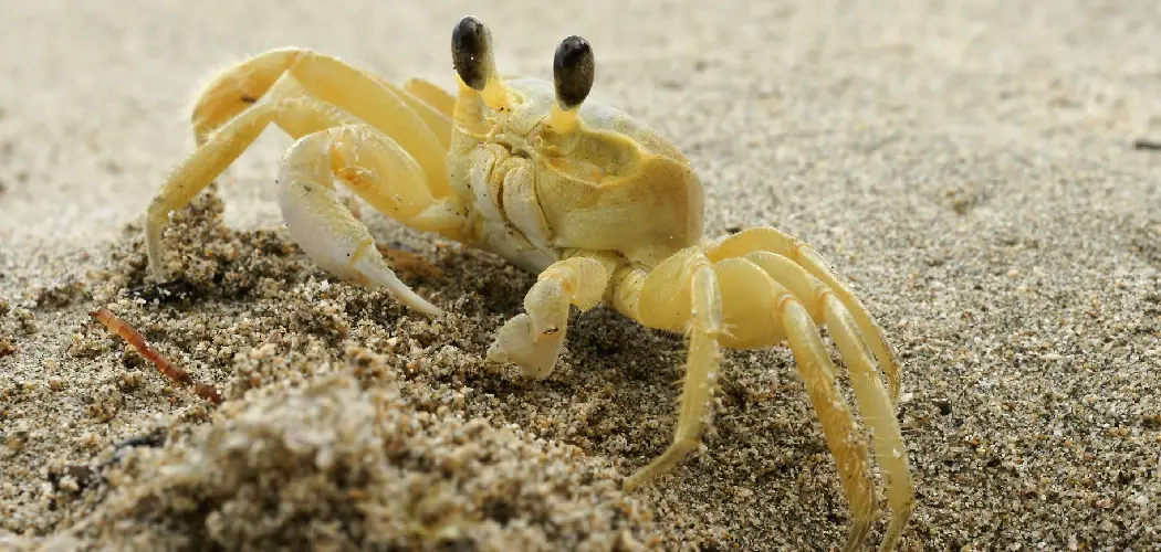 Ghost Crab Spiritual Meaning