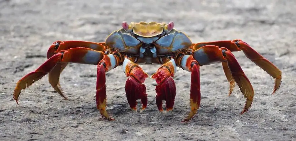 Land Crab Spiritual Meaning