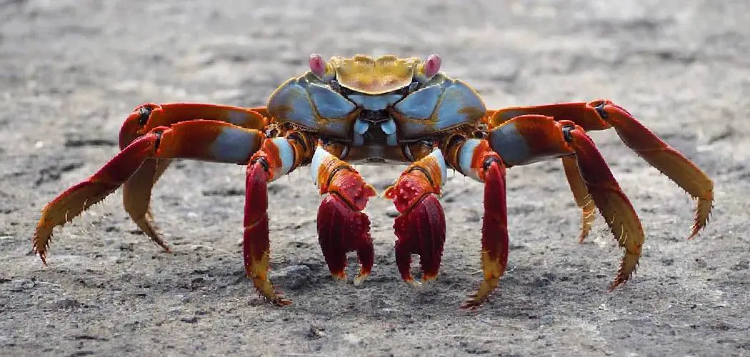 Land Crab Spiritual Meaning