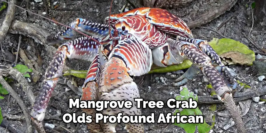 Mangrove Tree Crab
Olds Profound African