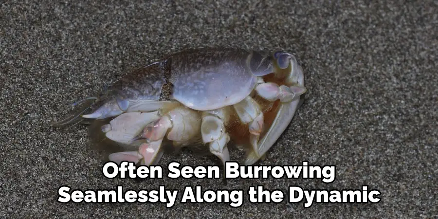 Often Seen Burrowing
Seamlessly Along the Dynamic