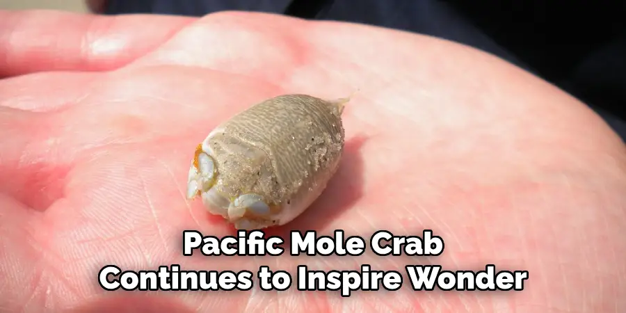 Pacific Mole Crab
Continues to Inspire Wonder