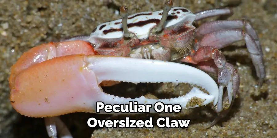 Peculiar One
Oversized Claw