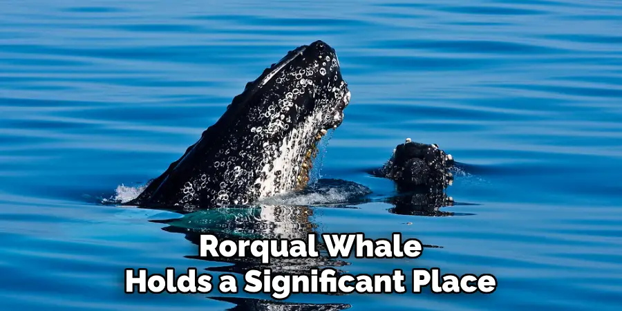 Rorqual Whale
Holds a Significant Place