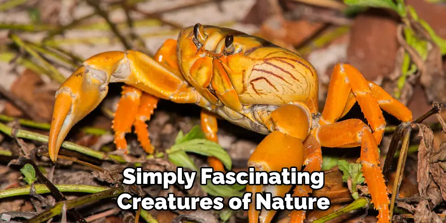 Simply Fascinating
Creatures of Nature