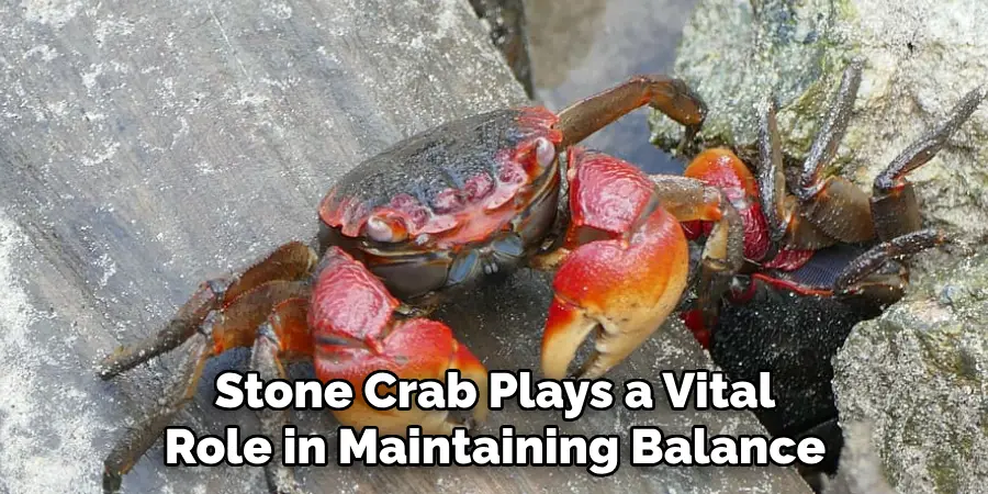 Stone Crab Plays a Vital
Role in Maintaining Balance