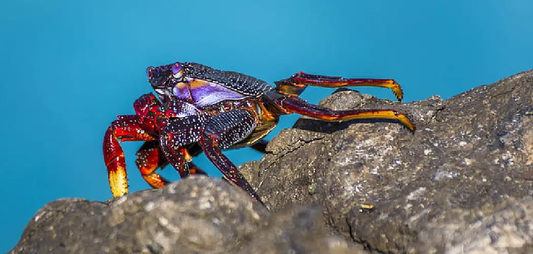 Stone Crab Spiritual Meaning