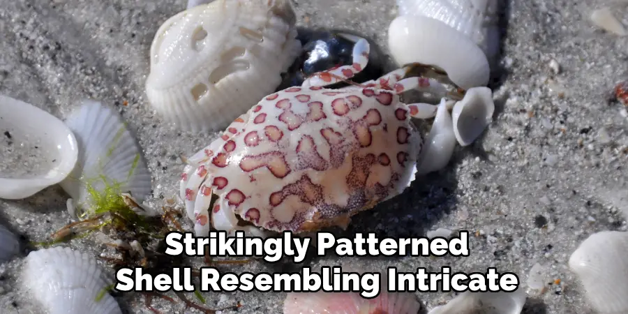 Strikingly Patterned
Shell Resembling Intricate