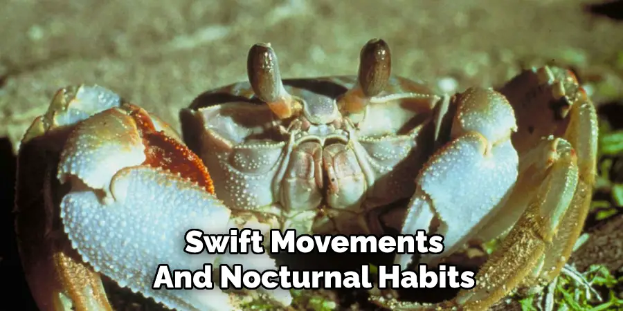 Swift Movements
And Nocturnal Habits