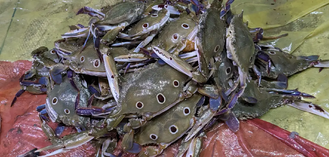 Swimming Crab Spiritual Meaning