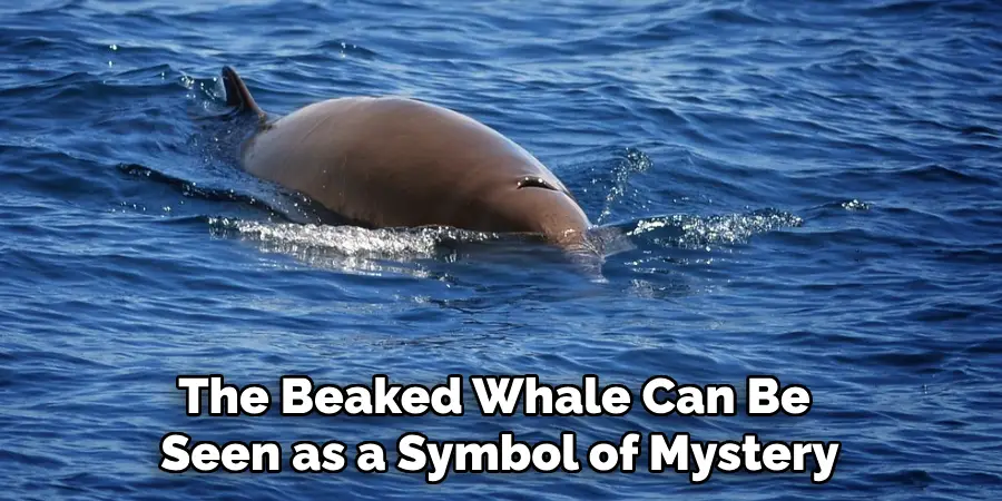 The Beaked Whale Can Be 
Seen as a Symbol of Mystery