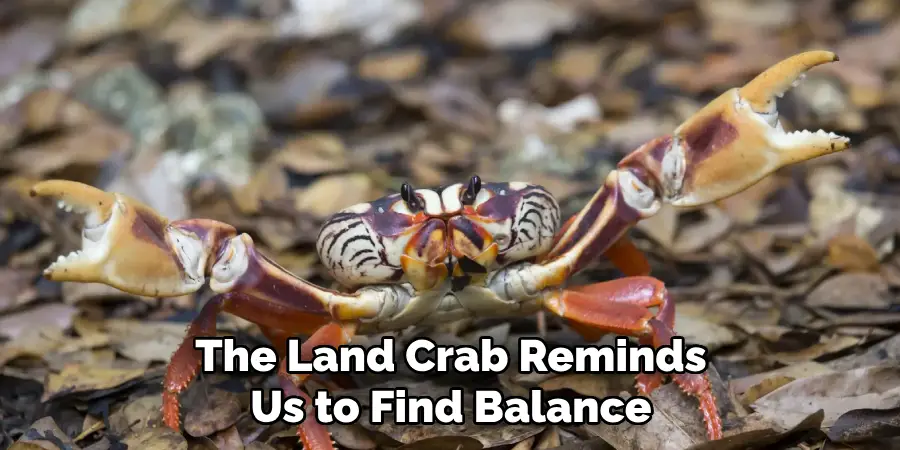 The Land Crab Reminds
Us to Find Balance