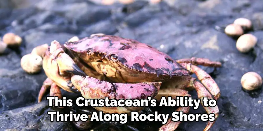 This Crustacean’s Ability to
Thrive Along Rocky Shores