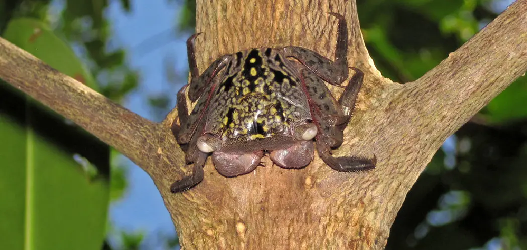 Tree Crab Spiritual Meaning