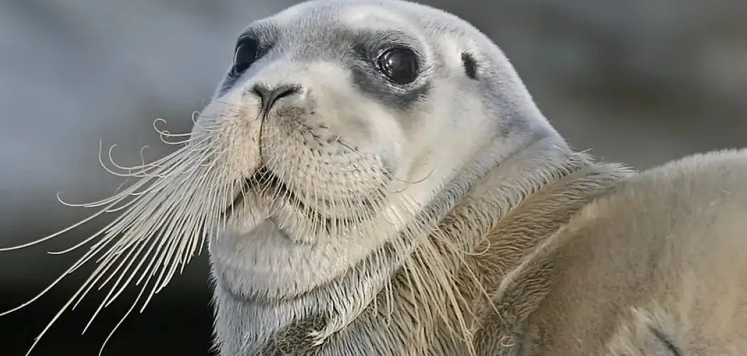 Bearded Seal