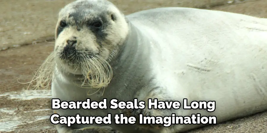 Bearded Seals Have Long
Captured the Imagination