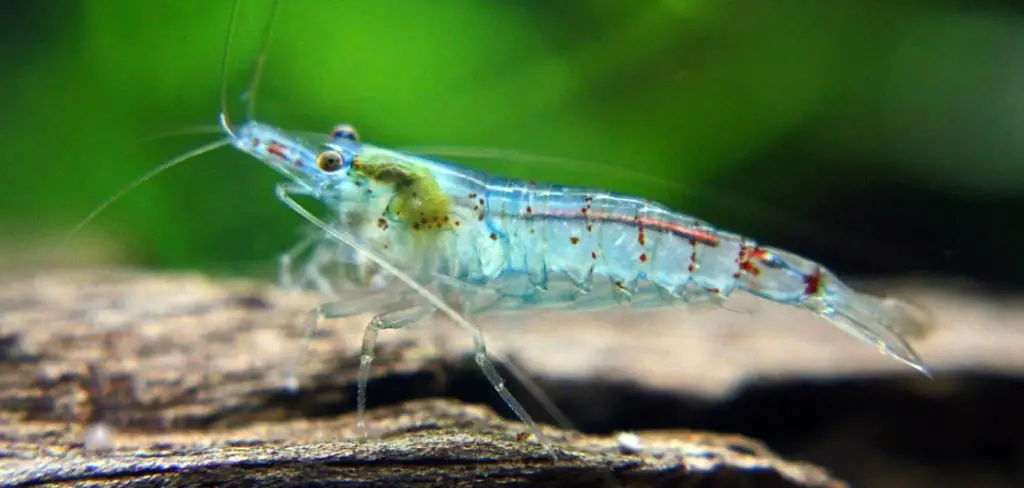Blue Pearl Shrimp Spiritual Meaning