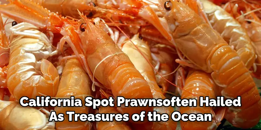 California Spot Prawnsoften Hailed
As Treasures of the Ocean