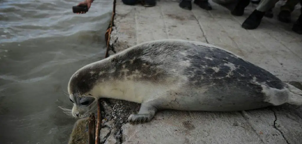 Caspian Seal Spiritual Meaning, Symbolism and Totem