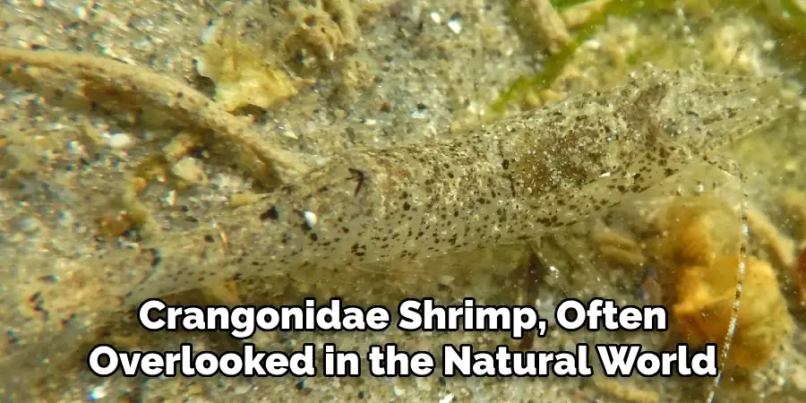 Crangonidae Shrimp, Often
Overlooked in the Natural World